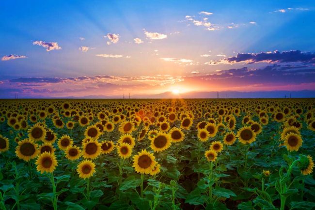 Sunflower-Sunset blog