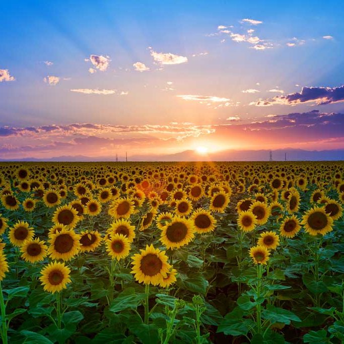 Sunflower-Sunset blog Sunflower-Sunset blog