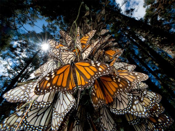 monarch-butterflies-mexico 28112 600x450