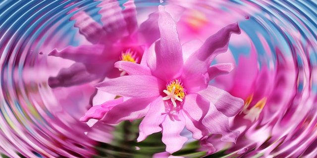 flower-110783 640