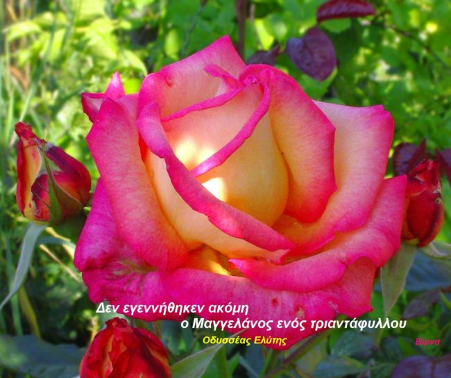 Αντίγραφο από Beautiful-Flower-Rose-Photos-16